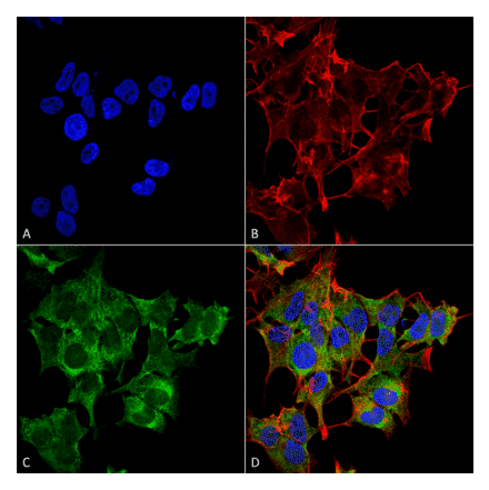 Immunocytochemistry/Immunofluorescence - Anti-ATG4A Antibody (A305000) - Antibodies.com
