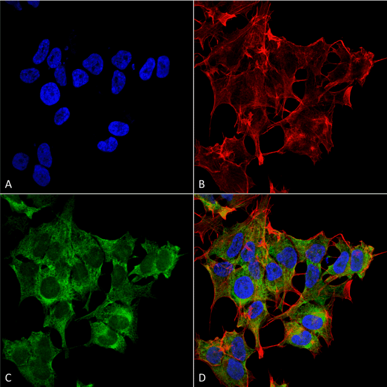 Immunocytochemistry/Immunofluorescence - Anti-ATG4A Antibody (A305000) - Antibodies.com