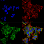 Immunocytochemistry/Immunofluorescence - Anti-ATG4A Antibody (A305000) - Antibodies.com