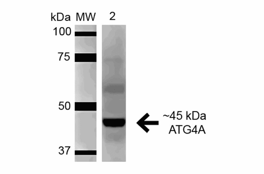 Western Blot - Anti-ATG4A Antibody (A305000) - Antibodies.com