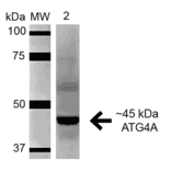 Western Blot - Anti-ATG4A Antibody (A305000) - Antibodies.com