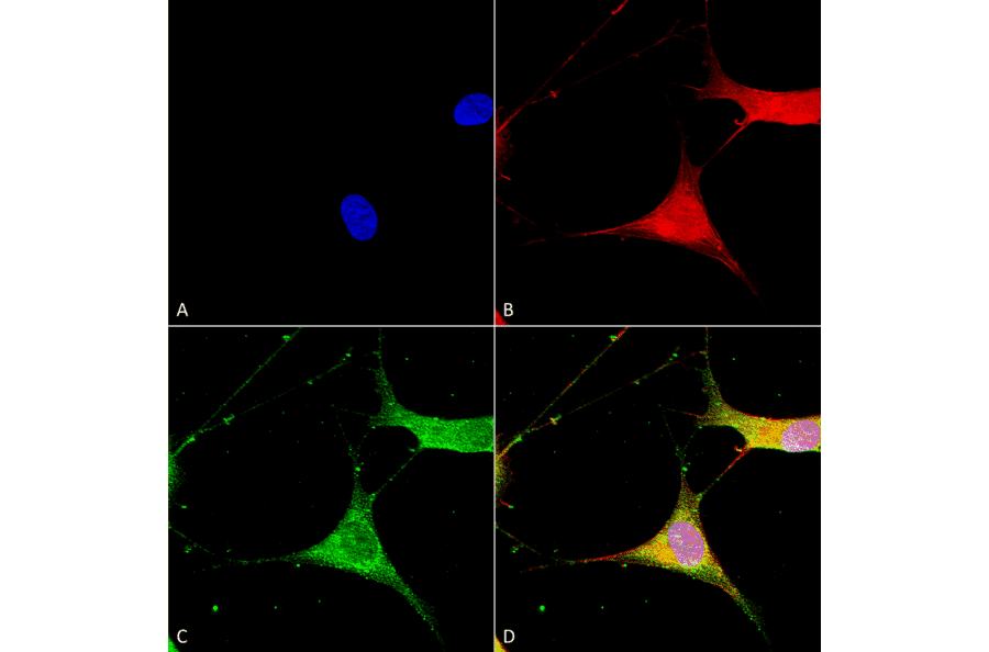 Immunocytochemistry/Immunofluorescence - Anti-Kir6.1 Antibody [S366-60] (A305001) - Antibodies.com