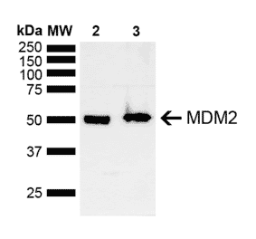 Western Blot - Anti-MDM2 Antibody (A305002) - Antibodies.com