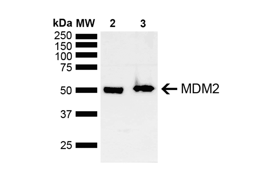 Western Blot - Anti-MDM2 Antibody (A305002) - Antibodies.com