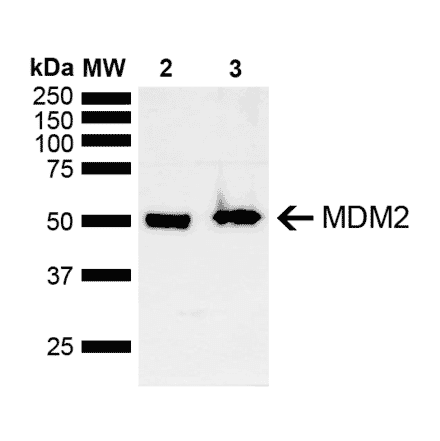 Western Blot - Anti-MDM2 Antibody (A305002) - Antibodies.com