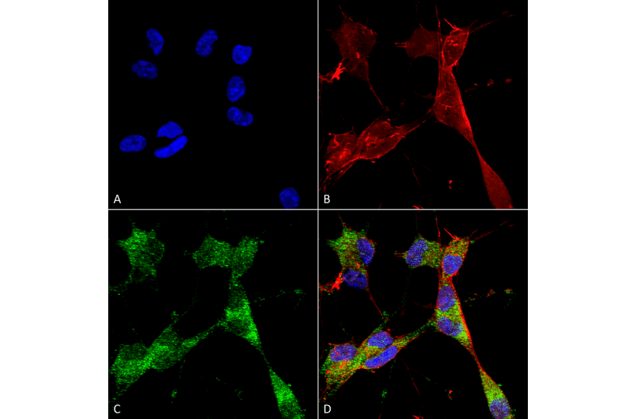 Immunocytochemistry/Immunofluorescence - Anti-PINK1 Antibody [S4-15] (A305003) - Antibodies.com