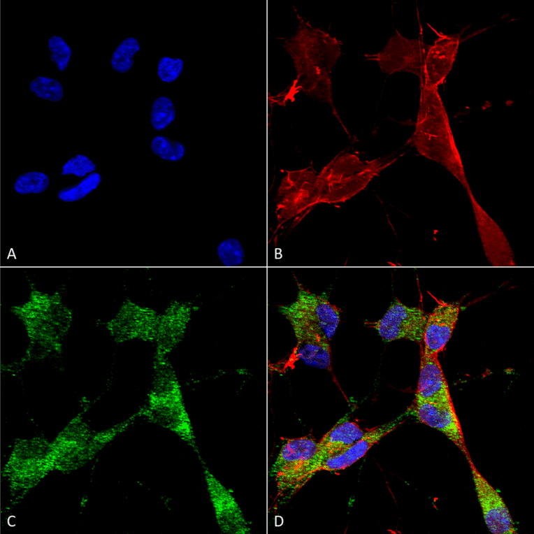 Immunocytochemistry/Immunofluorescence - Anti-PINK1 Antibody [S4-15] (A305003) - Antibodies.com