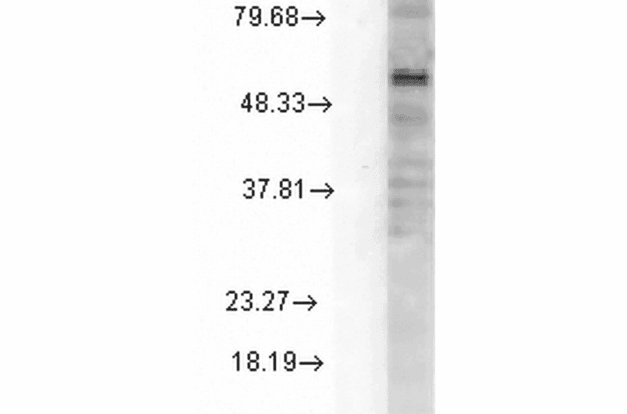 Western Blot - Anti-GABRD Antibody [N151/3] (A305006) - Antibodies.com