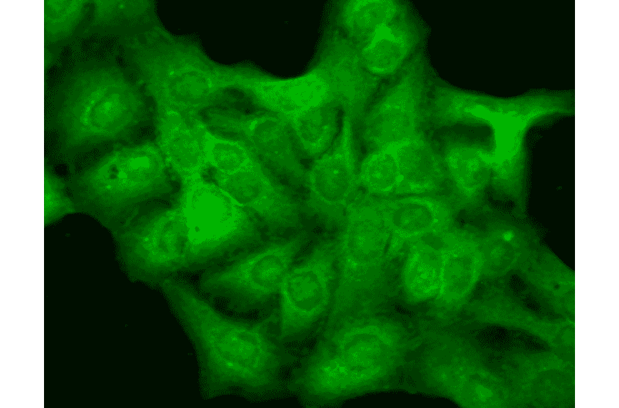 Immunocytochemistry/Immunofluorescence - Anti-GABRD Antibody [N151/3] (A305006) - Antibodies.com