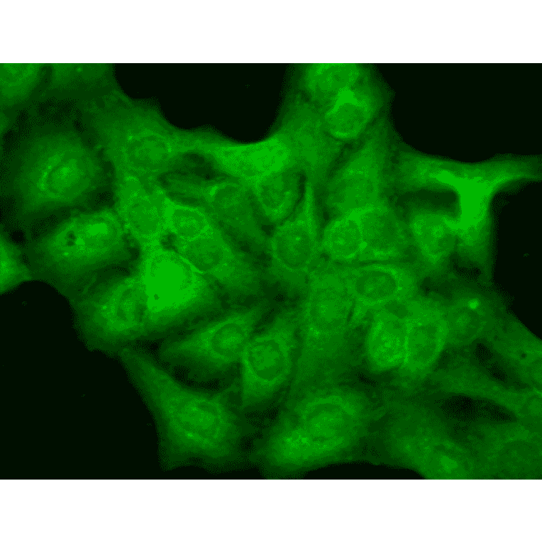 Immunocytochemistry/Immunofluorescence - Anti-GABRD Antibody [N151/3] (A305006) - Antibodies.com