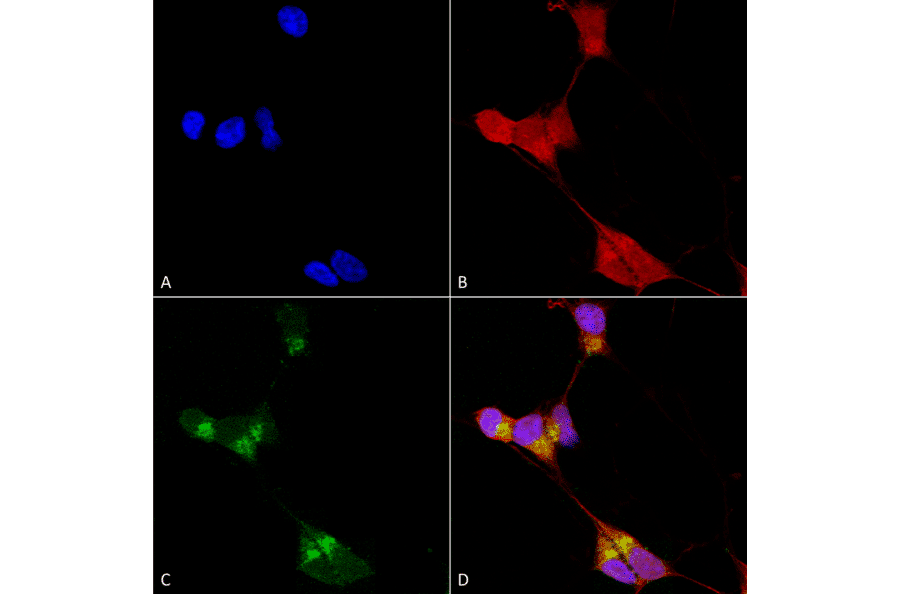 Immunocytochemistry/Immunofluorescence - Anti-GABRD Antibody [N151/3] (A305006) - Antibodies.com