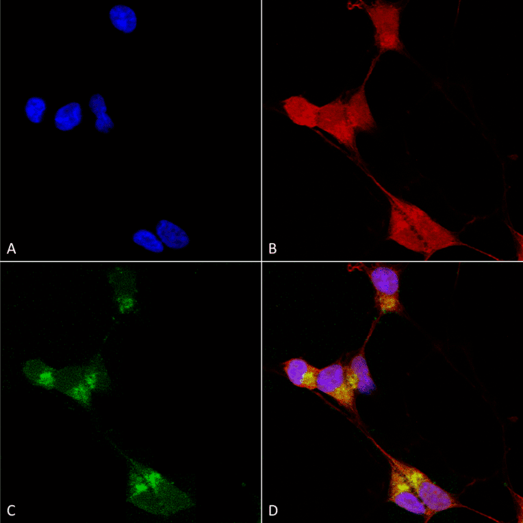 Immunocytochemistry/Immunofluorescence - Anti-GABRD Antibody [N151/3] (A305006) - Antibodies.com