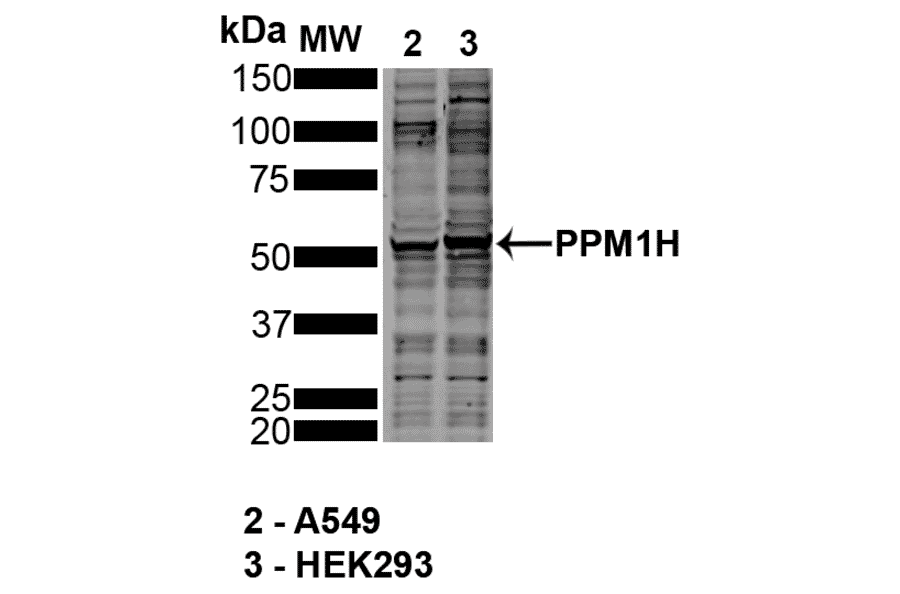 Western Blot - Anti-PPM1H Antibody [10D2] (A305007) - Antibodies.com