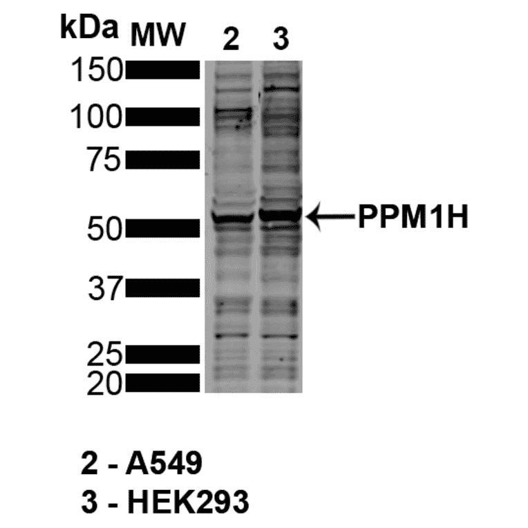 Western Blot - Anti-PPM1H Antibody [10D2] (A305007) - Antibodies.com