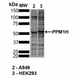 Western Blot - Anti-PPM1H Antibody [10D2] (A305007) - Antibodies.com