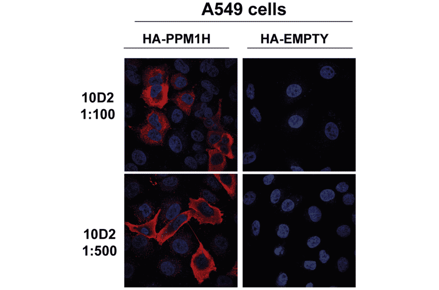 Immunocytochemistry/Immunofluorescence - Anti-PPM1H Antibody [10D2] (A305007) - Antibodies.com