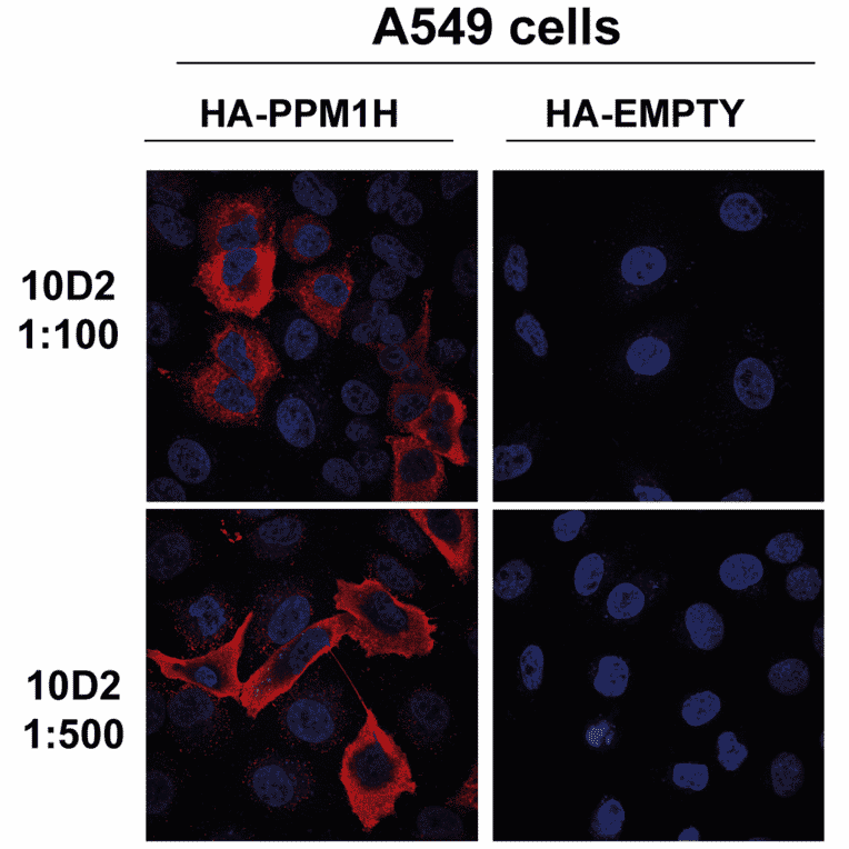 Immunocytochemistry/Immunofluorescence - Anti-PPM1H Antibody [10D2] (A305007) - Antibodies.com