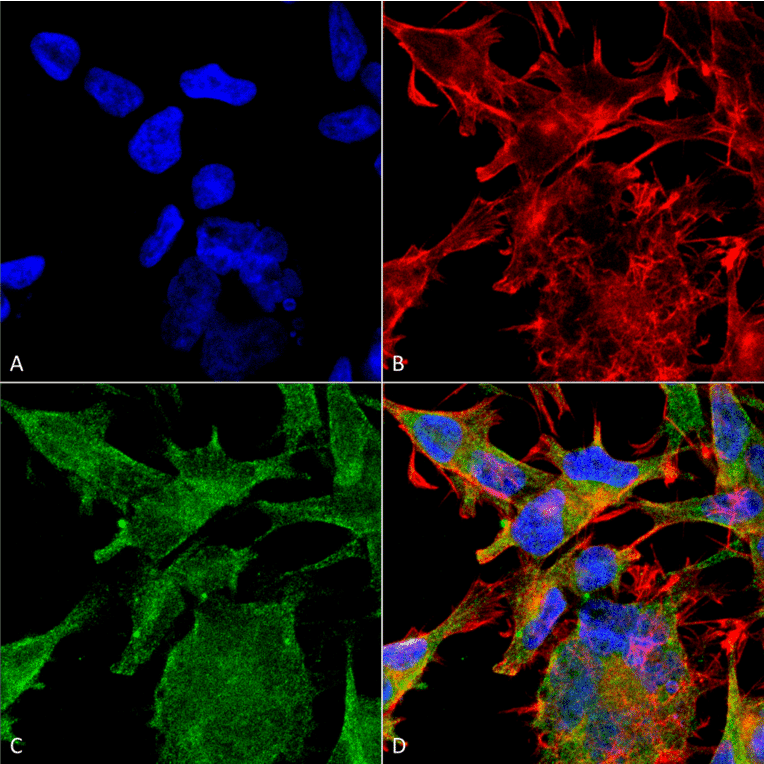 Immunocytochemistry/Immunofluorescence - Anti-VAChT Antibody [S6-38] (A305008) - Antibodies.com