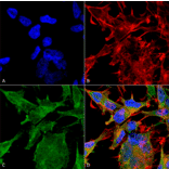 Immunocytochemistry/Immunofluorescence - Anti-VAChT Antibody [S6-38] (A305008) - Antibodies.com