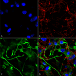 Immunocytochemistry/Immunofluorescence - Anti-VAChT Antibody [S6-38] (A305008) - Antibodies.com