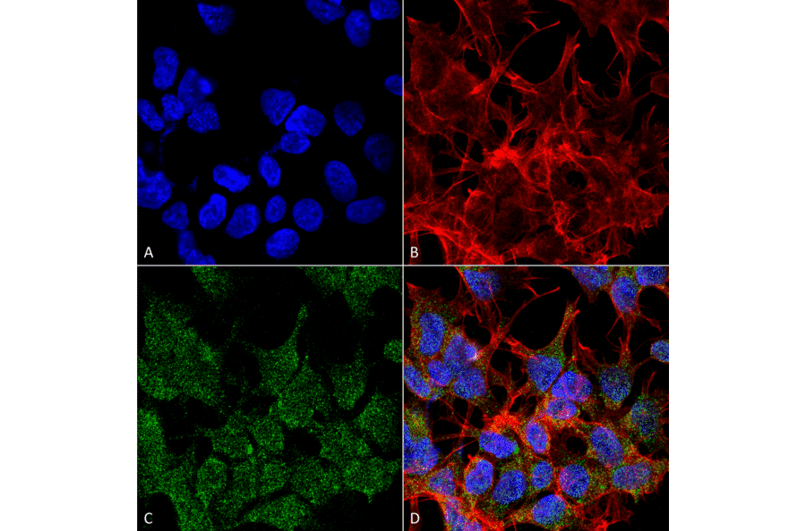 Immunocytochemistry/Immunofluorescence - Anti-VGLUT2 Antibody [S29-29] (A305012) - Antibodies.com