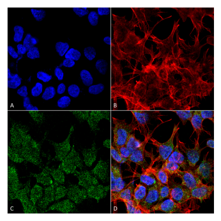 Immunocytochemistry/Immunofluorescence - Anti-VGLUT2 Antibody [S29-29] (A305012) - Antibodies.com