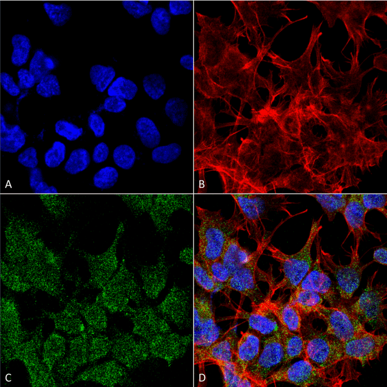 Immunocytochemistry/Immunofluorescence - Anti-VGLUT2 Antibody [S29-29] (A305012) - Antibodies.com