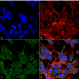 Immunocytochemistry/Immunofluorescence - Anti-VGLUT2 Antibody [S29-29] (A305012) - Antibodies.com