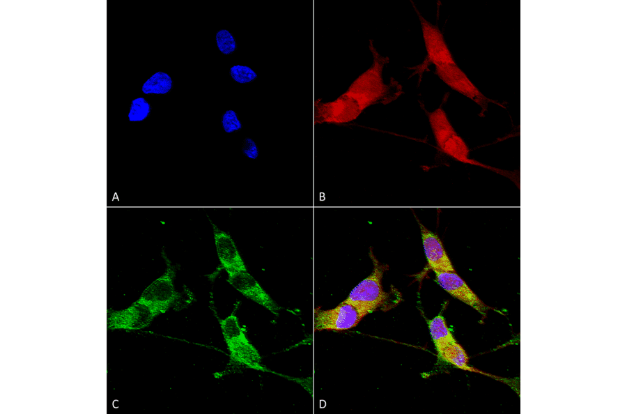 Immunocytochemistry/Immunofluorescence - Anti-VGLUT2 Antibody [S29-29] (A305012) - Antibodies.com