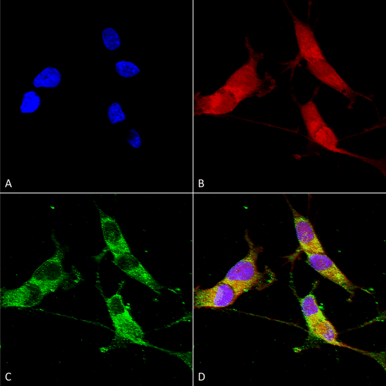 Immunocytochemistry/Immunofluorescence - Anti-VGLUT2 Antibody [S29-29] (A305012) - Antibodies.com