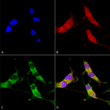 Immunocytochemistry/Immunofluorescence - Anti-VGLUT2 Antibody [S29-29] (A305012) - Antibodies.com