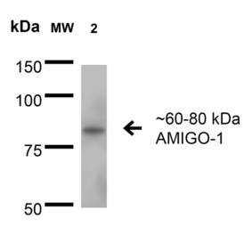 Western Blot - Anti-AMIGO1 Antibody [S86-36] (A305013) - Antibodies.com