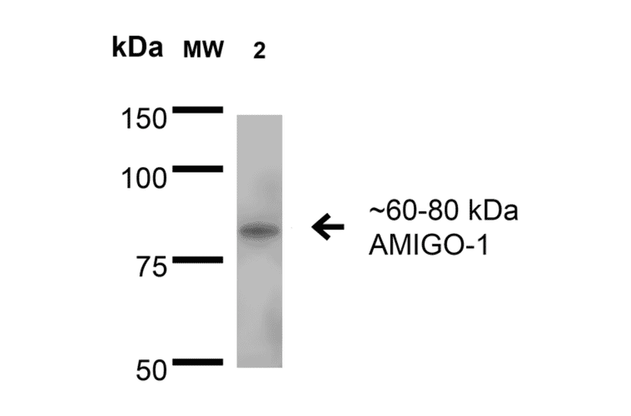 Western Blot - Anti-AMIGO1 Antibody [S86-36] (A305013) - Antibodies.com