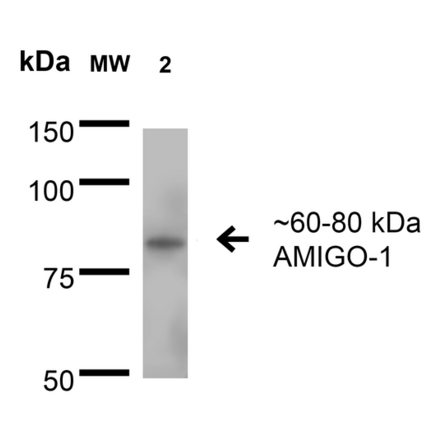 Western Blot - Anti-AMIGO1 Antibody [S86-36] (A305013) - Antibodies.com