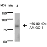 Western Blot - Anti-AMIGO1 Antibody [S86-36] (A305013) - Antibodies.com