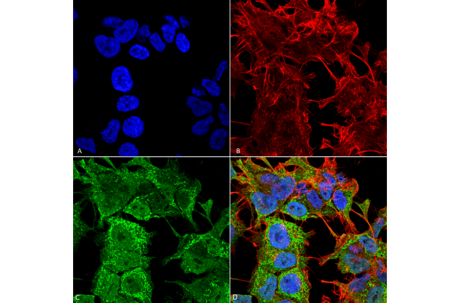 Immunocytochemistry/Immunofluorescence - Anti-AMIGO1 Antibody [S86-36] (A305013) - Antibodies.com