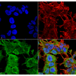 Immunocytochemistry/Immunofluorescence - Anti-AMIGO1 Antibody [S86-36] (A305013) - Antibodies.com
