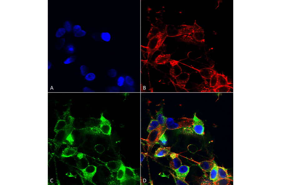 Immunocytochemistry/Immunofluorescence - Anti-AMIGO1 Antibody [S86-36] (A305013) - Antibodies.com