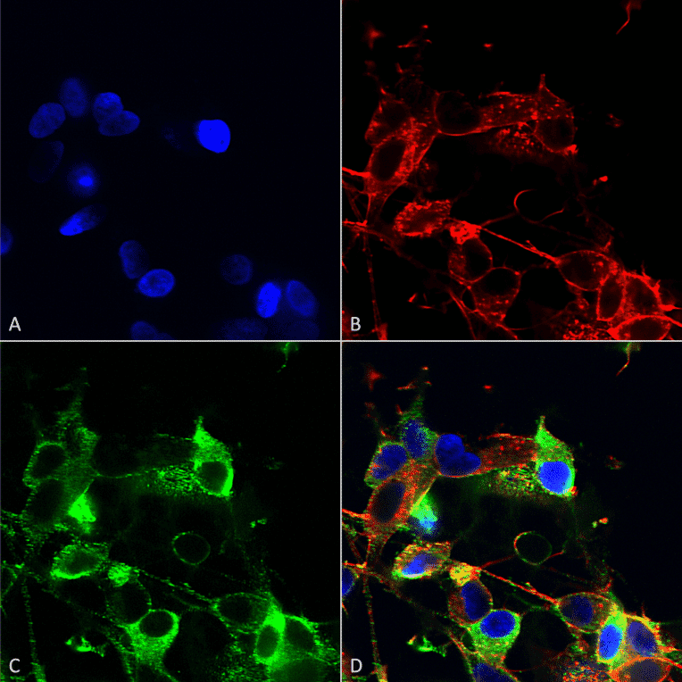 Immunocytochemistry/Immunofluorescence - Anti-AMIGO1 Antibody [S86-36] (A305013) - Antibodies.com