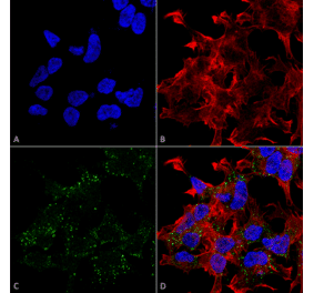 Immunocytochemistry/Immunofluorescence - Anti-VGLUT3 Antibody [S34-34] (A305014) - Antibodies.com