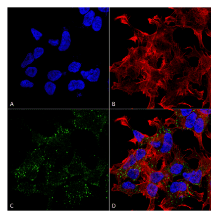 Immunocytochemistry/Immunofluorescence - Anti-VGLUT3 Antibody [S34-34] (A305014) - Antibodies.com