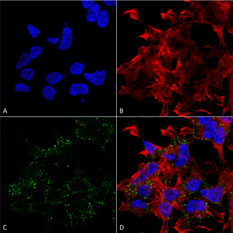 Immunocytochemistry/Immunofluorescence - Anti-VGLUT3 Antibody [S34-34] (A305014) - Antibodies.com