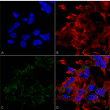 Immunocytochemistry/Immunofluorescence - Anti-VGLUT3 Antibody [S34-34] (A305014) - Antibodies.com