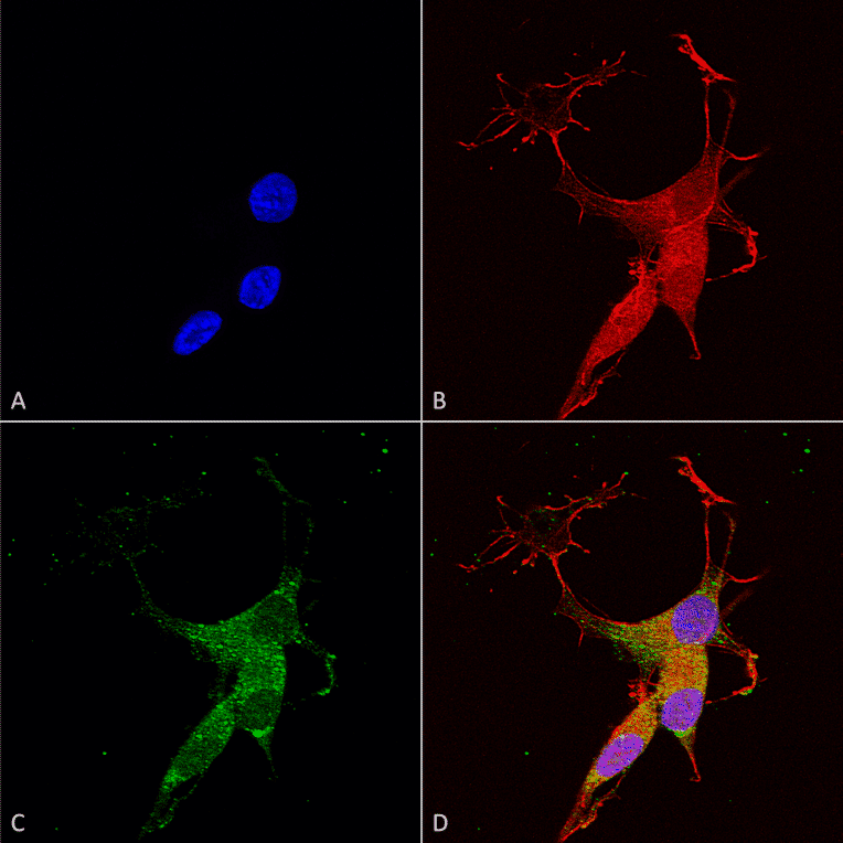 Immunocytochemistry/Immunofluorescence - Anti-VGLUT3 Antibody [S34-34] (A305014) - Antibodies.com