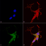 Immunocytochemistry/Immunofluorescence - Anti-VGLUT3 Antibody [S34-34] (A305014) - Antibodies.com