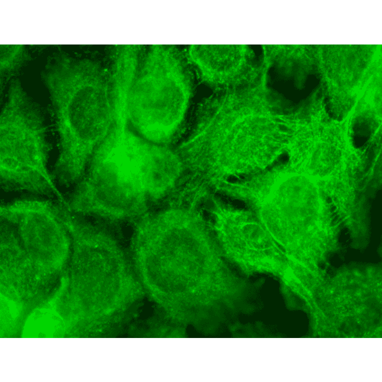 Immunocytochemistry/Immunofluorescence - Anti-TRPV3 Antibody [N15/39] (A305015) - Antibodies.com