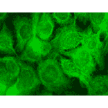 Immunocytochemistry/Immunofluorescence - Anti-TRPV3 Antibody [N15/39] (A305015) - Antibodies.com