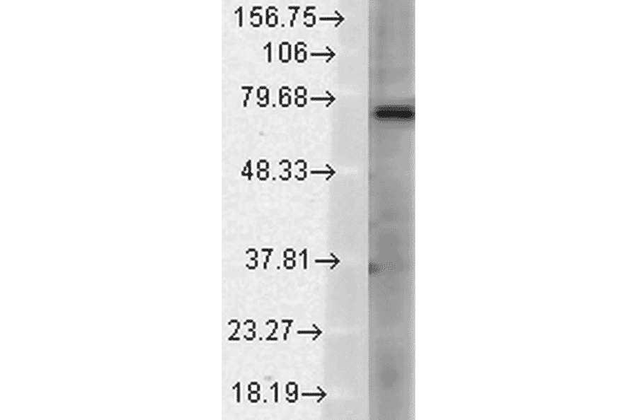 Western Blot - Anti-TRPV3 Antibody [N15/39] (A305015) - Antibodies.com