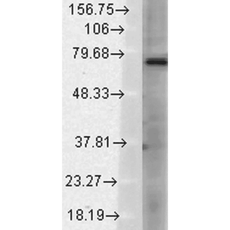 Western Blot - Anti-TRPV3 Antibody [N15/39] (A305015) - Antibodies.com