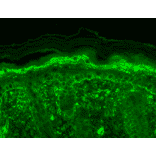 Immunohistochemistry - Anti-TRPV3 Antibody [N15/39] (A305015) - Antibodies.com